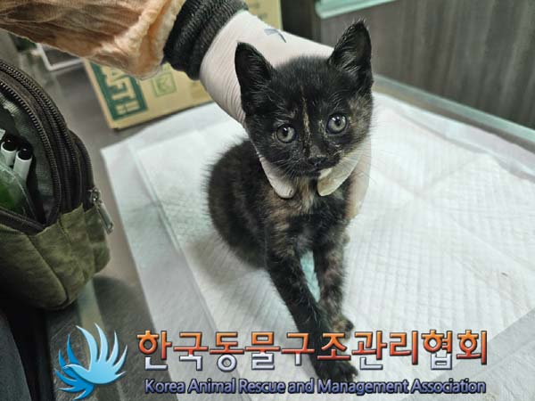 한국동물구조관리협회_411312202400421